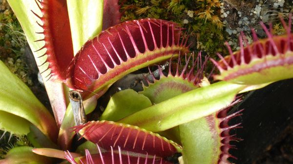 Venus Flytrap - Sputnik International