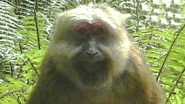 White-cheeked macaque - Sputnik International