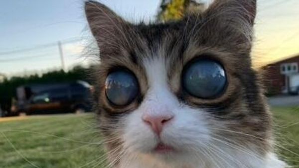 Cat - Sputnik International