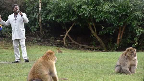 Marvin Gaye Impersonator sings to Monkeys - Sputnik International