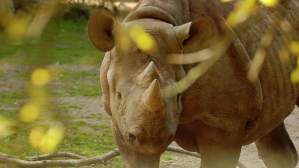 Black Rhino in Paignton Zoo - Sputnik International