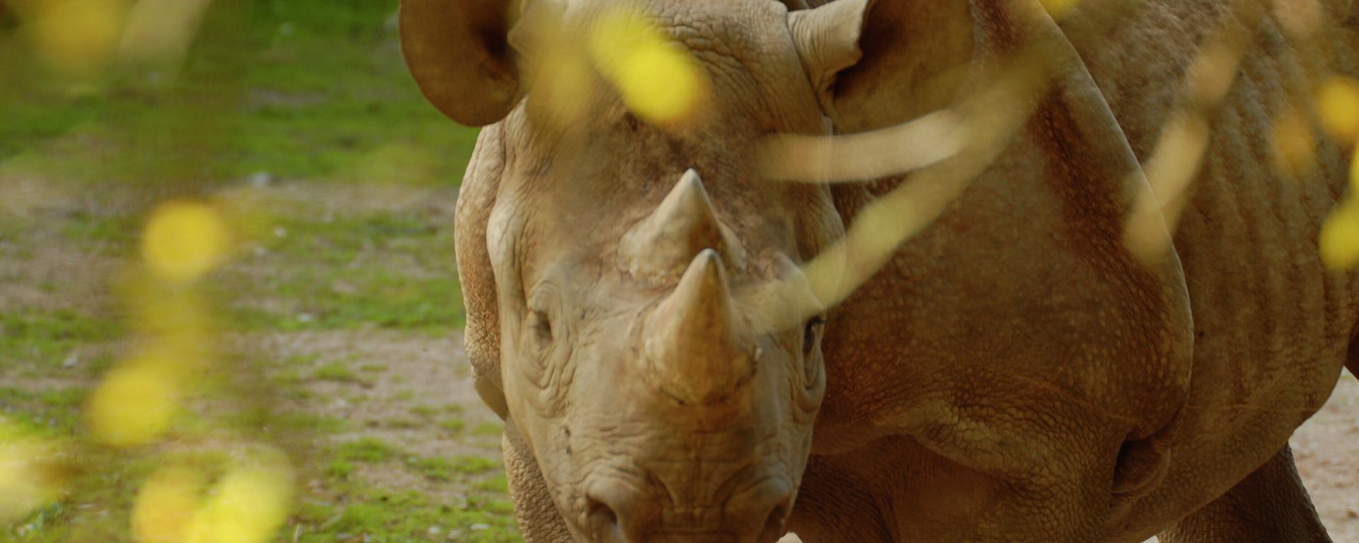 Black Rhino in Paignton Zoo - Sputnik International, 1920, 20.05.2022