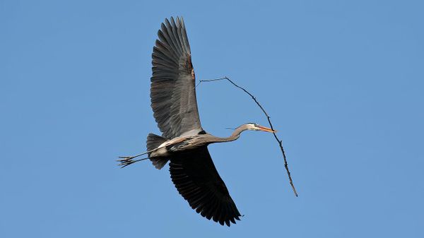 Great Blue Heron - Sputnik International