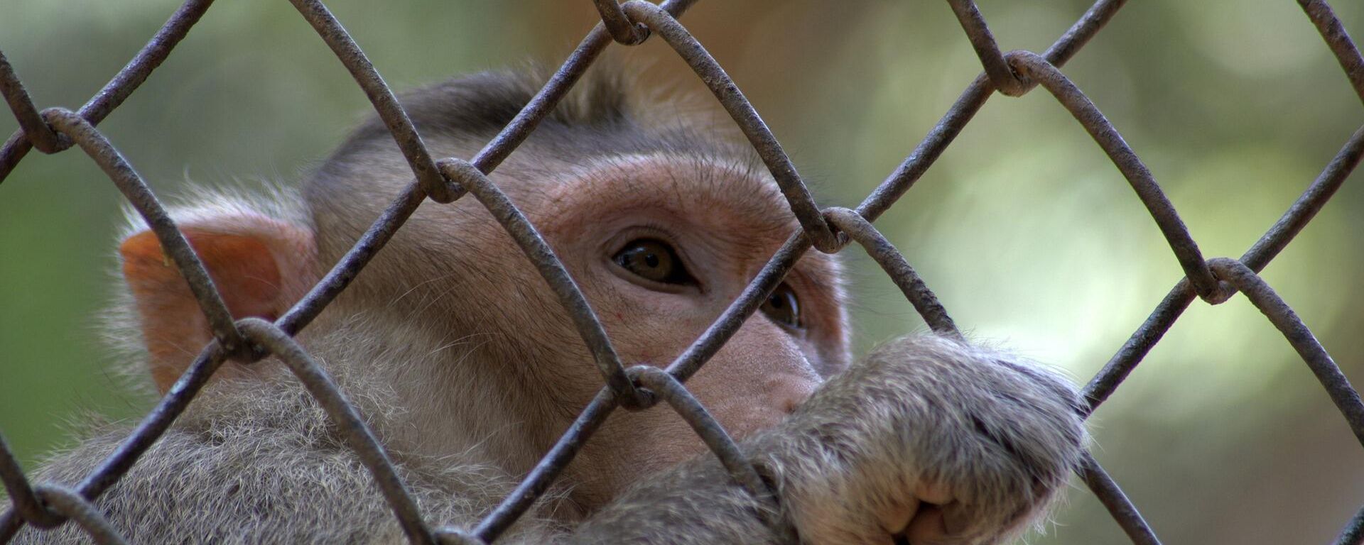 Rhesus Macaque Rhesus Macaque - Sputnik International, 1920, 15.02.2022