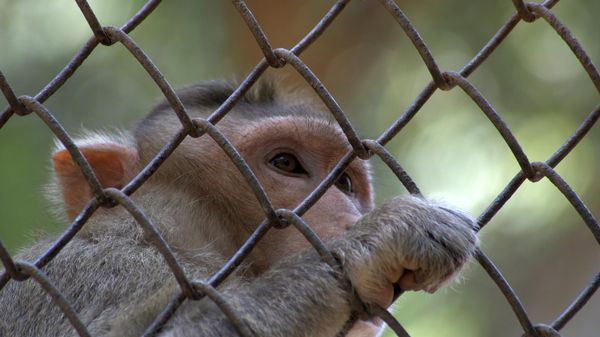 Rhesus Macaque  - Sputnik International
