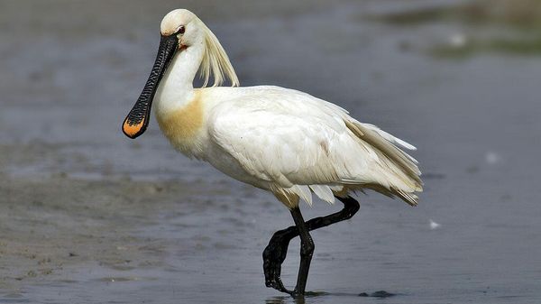 Eurasian Spoonbill - Sputnik International