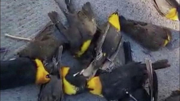 A view shows a flock of dead migratory birds of the Yellow-headed Thrush (Xanthocephalus) on the public road, after neighbors in the area reported to the police that the birds began to collapse, in Chihuahua, Mexico, February 7, 2022 - Sputnik International