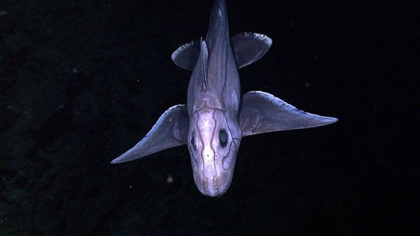 A deep-sea Chimaera - Sputnik International