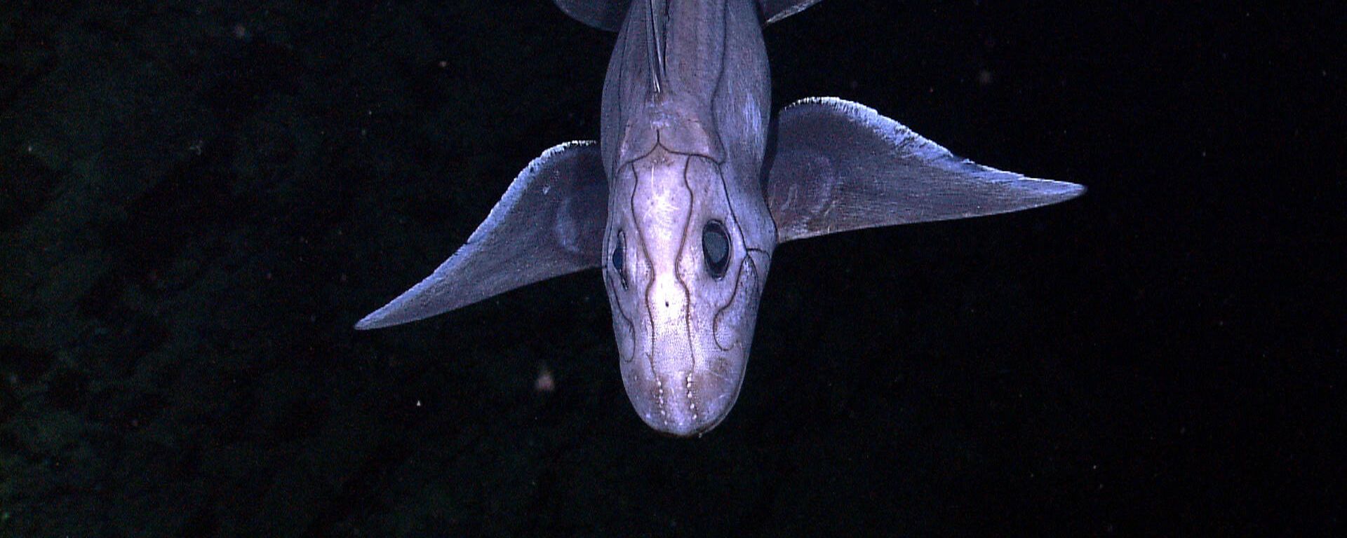 A deep-sea Chimaera - Sputnik International, 1920, 16.09.2022