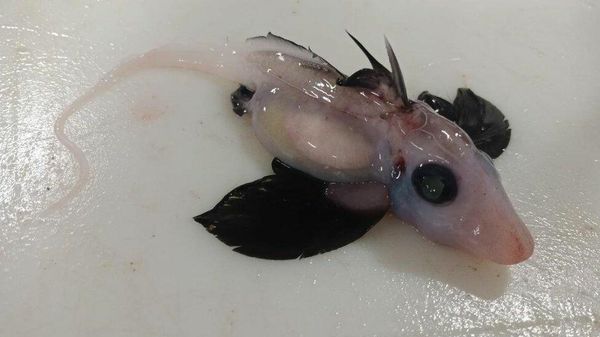 Baby  ghost shark  - Sputnik International