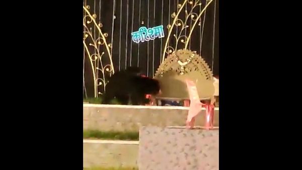 When a bear with his two children reaches the stage of the wedding reception…? - Sputnik International