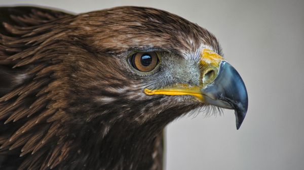 Golden eagle - Sputnik International