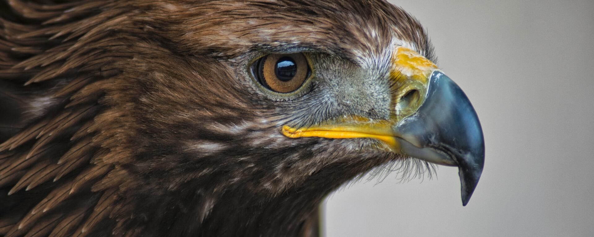 Golden eagle - Sputnik International, 1920, 22.02.2022