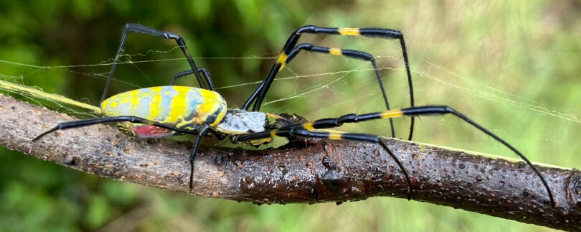 Joro spider - Sputnik International, 1920, 09.03.2022
