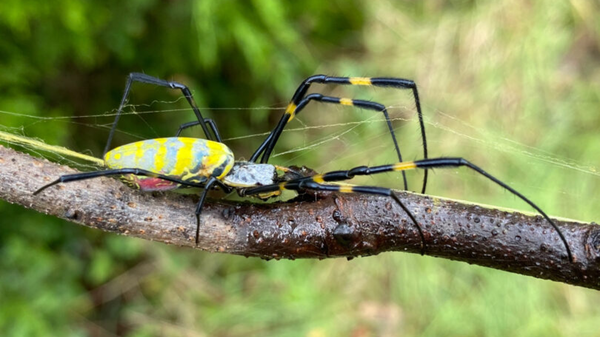 Joro spider - Sputnik International