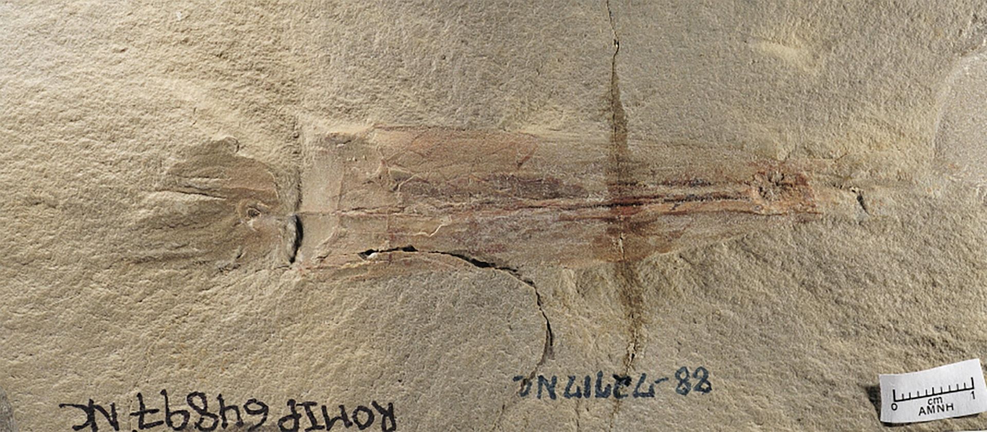 A fossil of the cephalopod species Syllipsimopodi bideni - the oldest-known relative of today's octopuses - discovered in Montana and dating to 328 million years ago during the Carboniferous Period - Sputnik International, 1920, 09.03.2022