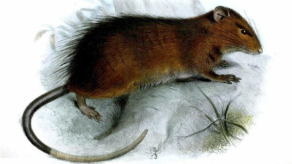 Rattus macleari - Sputnik International