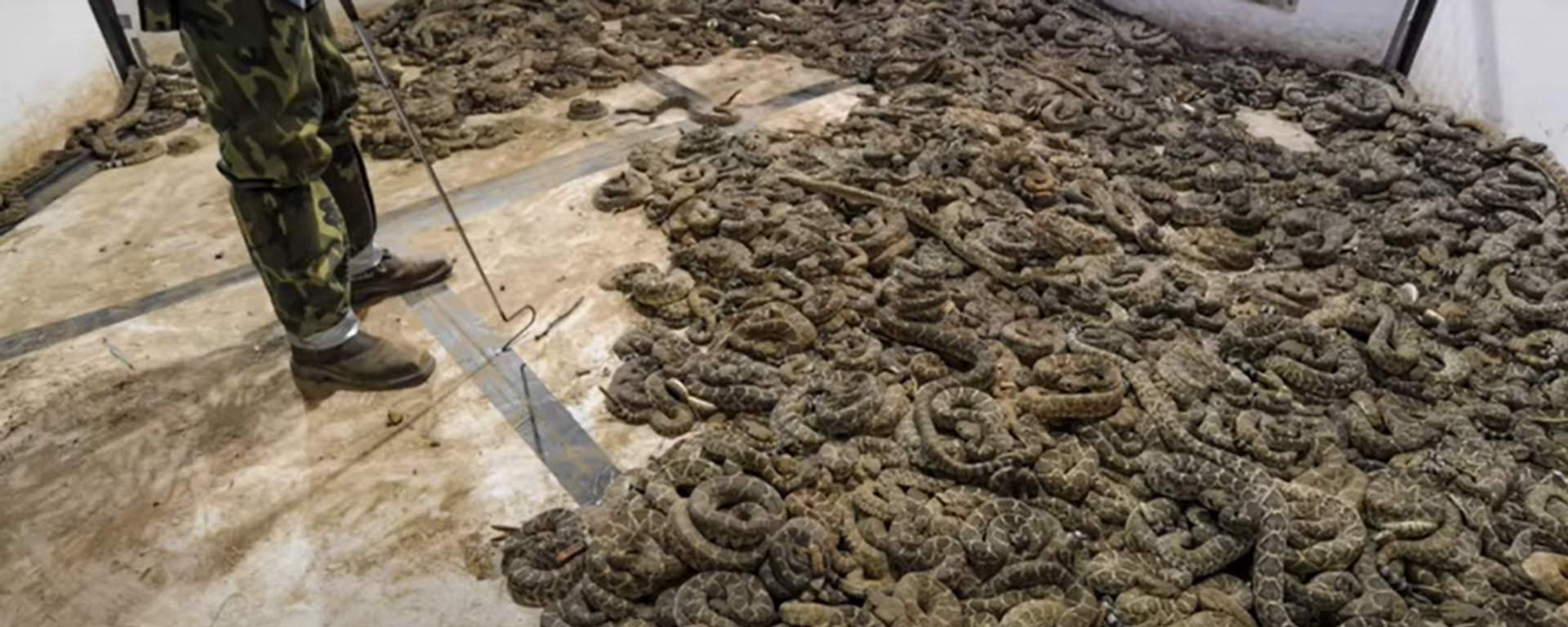Jaycee's Sweetwater Rattlesnake Roundup
 - Sputnik International, 1920, 11.03.2022