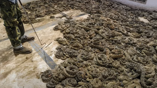 Jaycee's Sweetwater Rattlesnake Roundup
 - Sputnik International