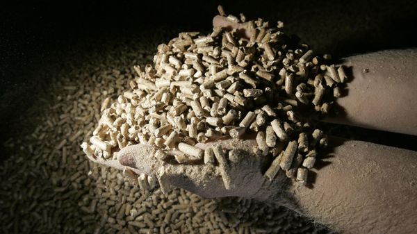Wood pellets for heating - Sputnik International