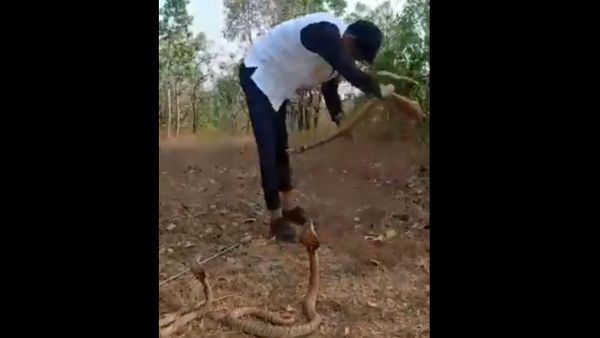 Stunt With 3 Cobras Goes Wrong - Sputnik International