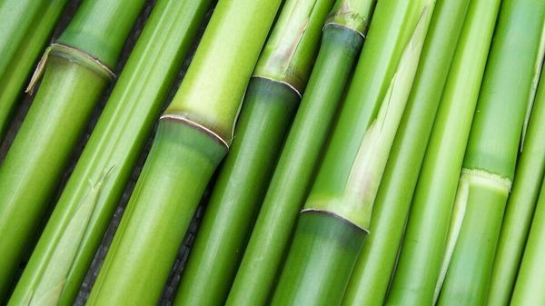 Bamboo sticks - Sputnik International