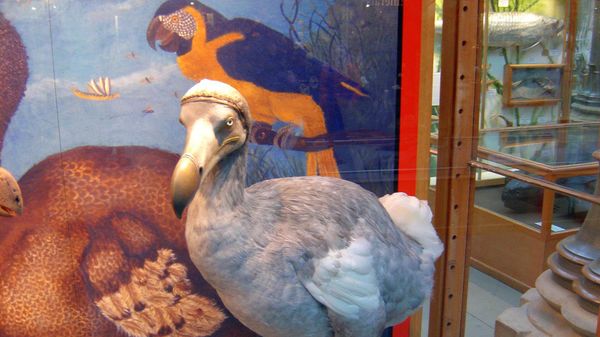 Dodo Bird - Sputnik International