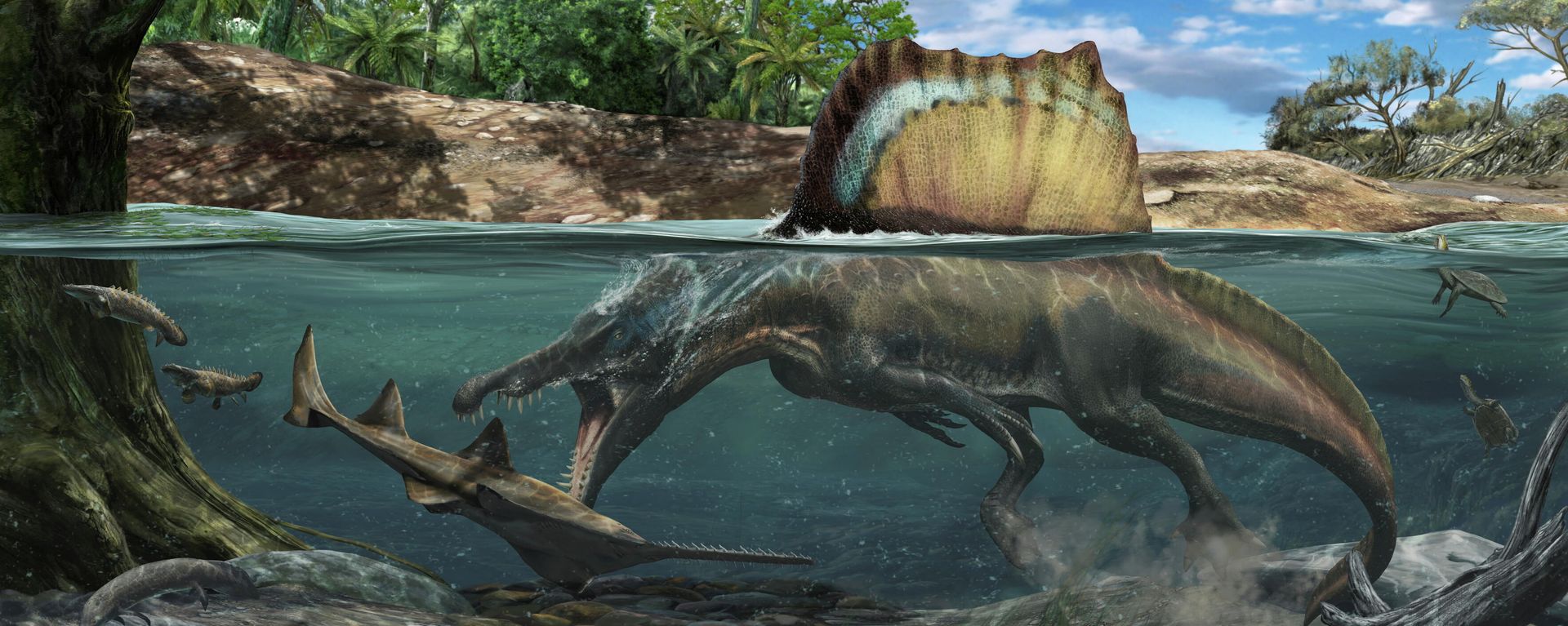 An illustration shows the Cretaceous period dinosaur Spinosaurus hunting a large fish called Onchopristis, which superficially resembles a modern sawfish, in a North African ecosystem, in this undated handout illustration - Sputnik International, 1920, 24.03.2022