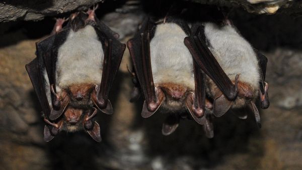 Vampire bats - Sputnik International