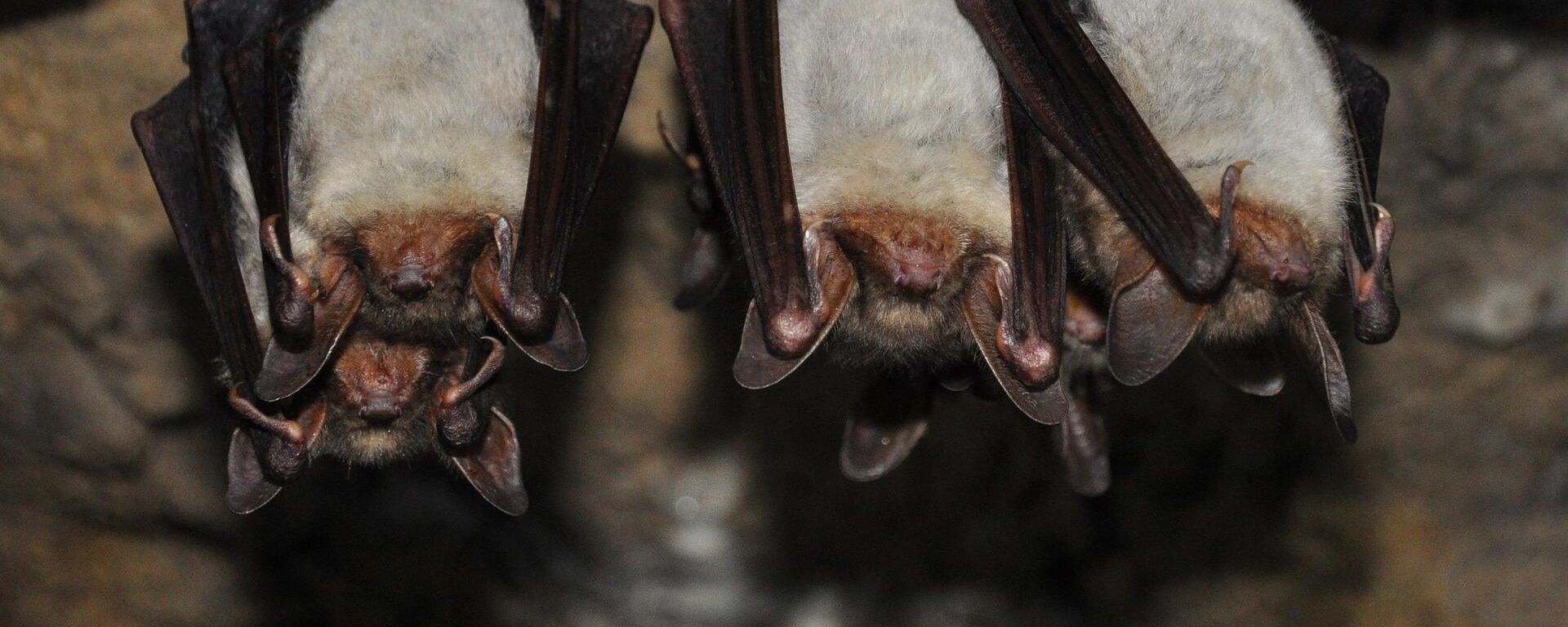 Vampire bats - Sputnik International, 1920, 26.03.2022