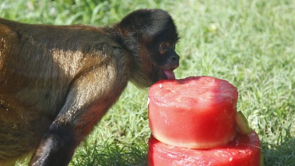 A spider monkey licks a frozen watermelon treat on a hot day at the Oklahoma City Zoo, Friday, Aug. 7, 2020, in Oklahoma City. (AP Photo/Sue Ogrocki) - Sputnik International