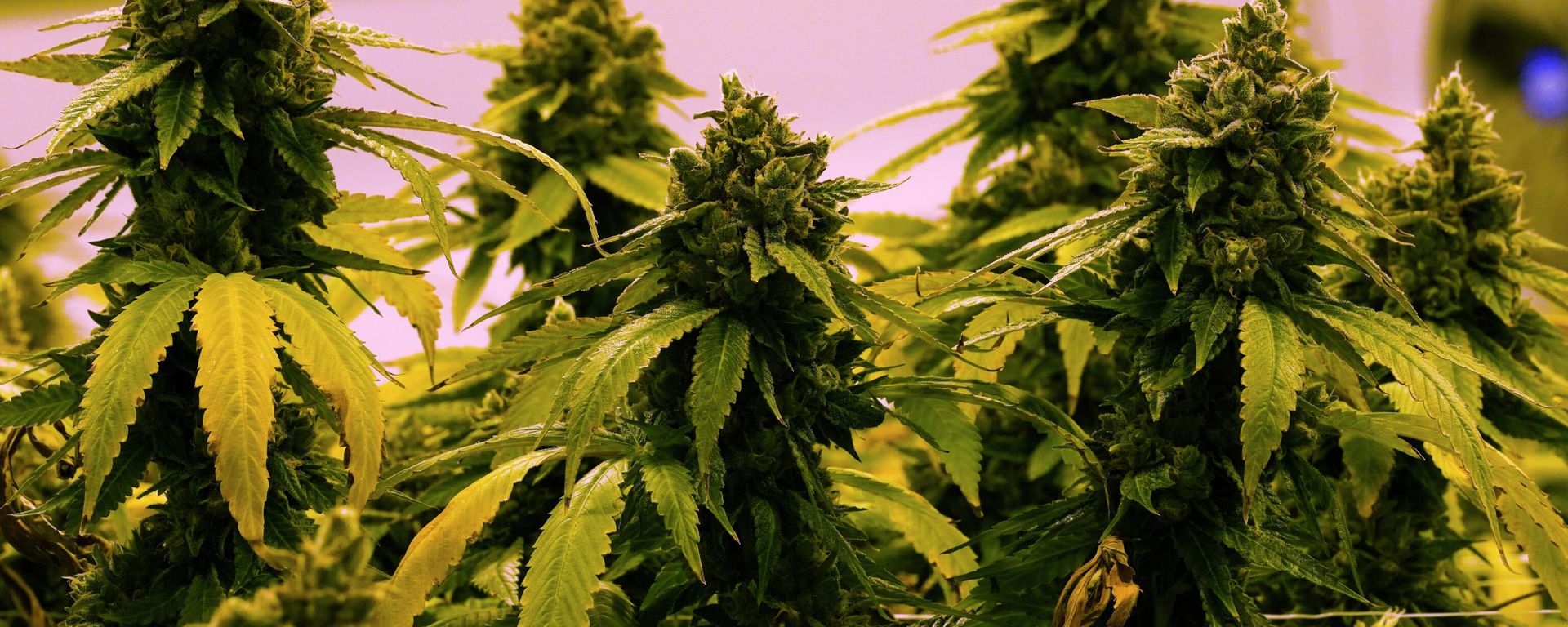 A cannibis plant that is close to harvest grows in a grow room at the Greenleaf Medical Cannabis facility in Richmond, Va., June 17, 2021. A cannibis plant that is close to harvest grows in a grow room at the Greenleaf Medical Cannabis facility in Richmond, Va., June 17, 2021. - Sputnik International, 1920, 06.10.2022