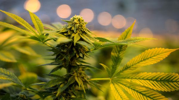 Flowering CBD cannabis plants are seen in a greenhouse at the CBD cannabis production company Phytocann near Ollon, western Switzerland on May 19, 2021 - Sputnik International