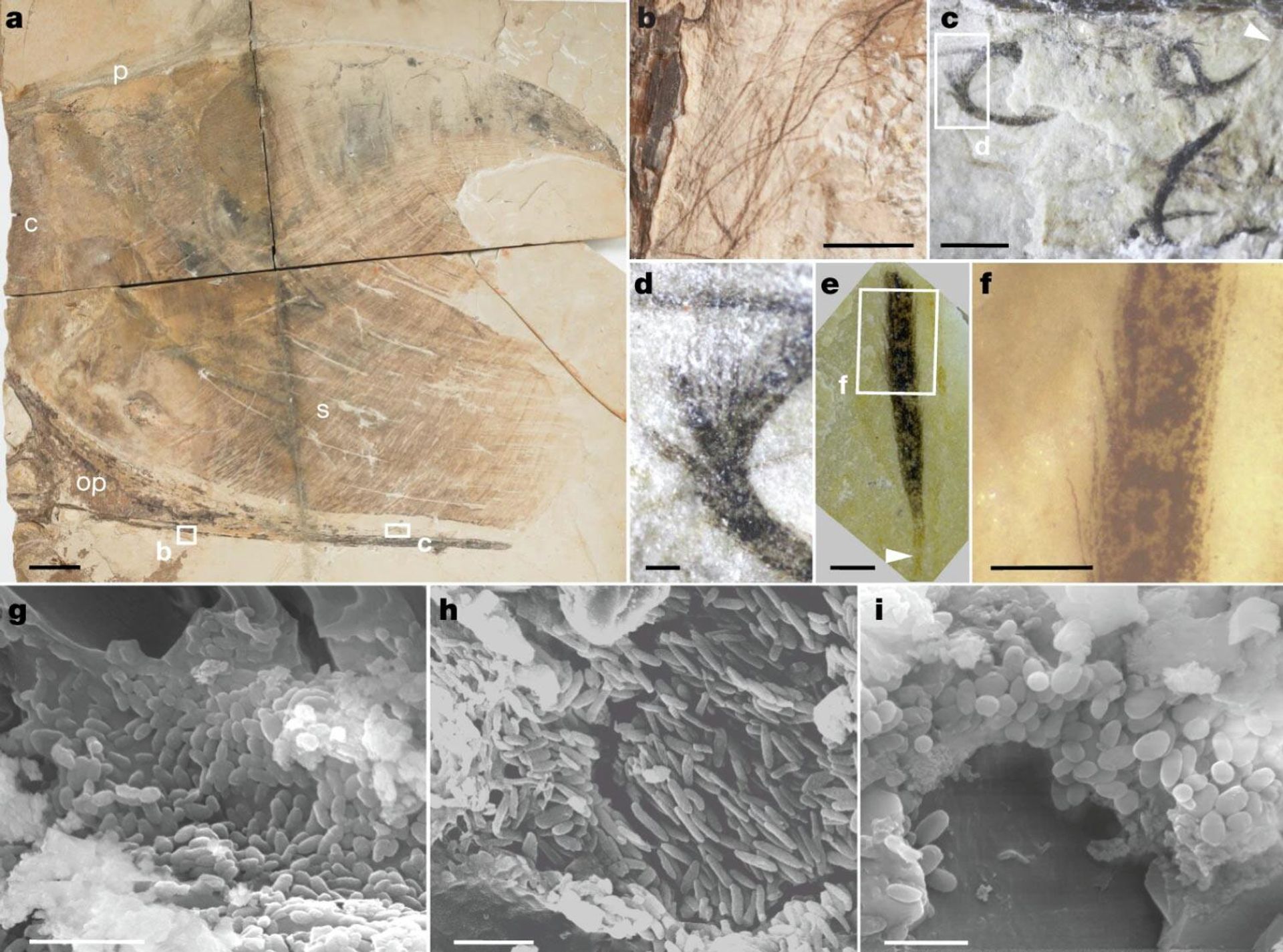 a, Incomplete cranium showing preserved soft tissue crest. b–f, Detail of the integumentary structures associated with the posterior part of the skull. b, Monofilaments. c, Branched feathers. d, Detail of curved branched feather in c. e, f, Straight branched feather (e) with detail (f). White arrowhead in e indicates the basal calamus. g–i, SEM of melanosomes in the soft tissues of MCT.R.1884. g, Ovoid melanosomes from the elongate fibres of the soft tissue crest. h, Elongate melanosomes from a monofilament. i, Ovoid melanosomes from a branched feather. c, cristae; p, postmaxillary process; op, occipital process; s, skin. Scale bars, 50 mm (a); 5 mm (b); 2 mm (c); 250 μm (d–f); 2 μm (g–i). - Sputnik International, 1920, 22.04.2022