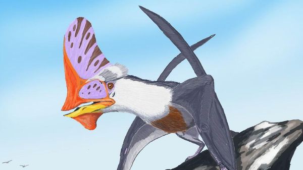 Tupandactylus navigans - Sputnik International