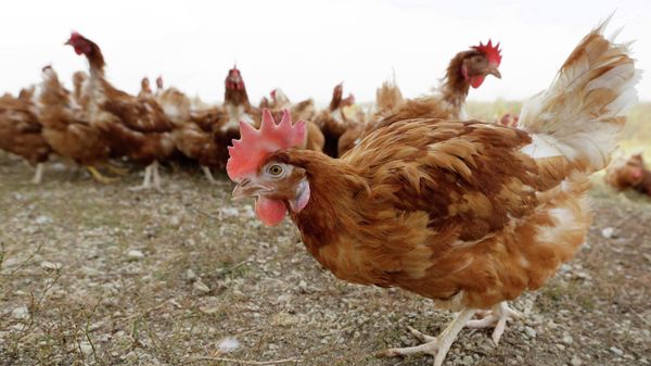  In this Oct. 21, 2015, file photo, cage-free chickens walk in a fenced pasture at an organic farm near Waukon, Iowa - Sputnik International
