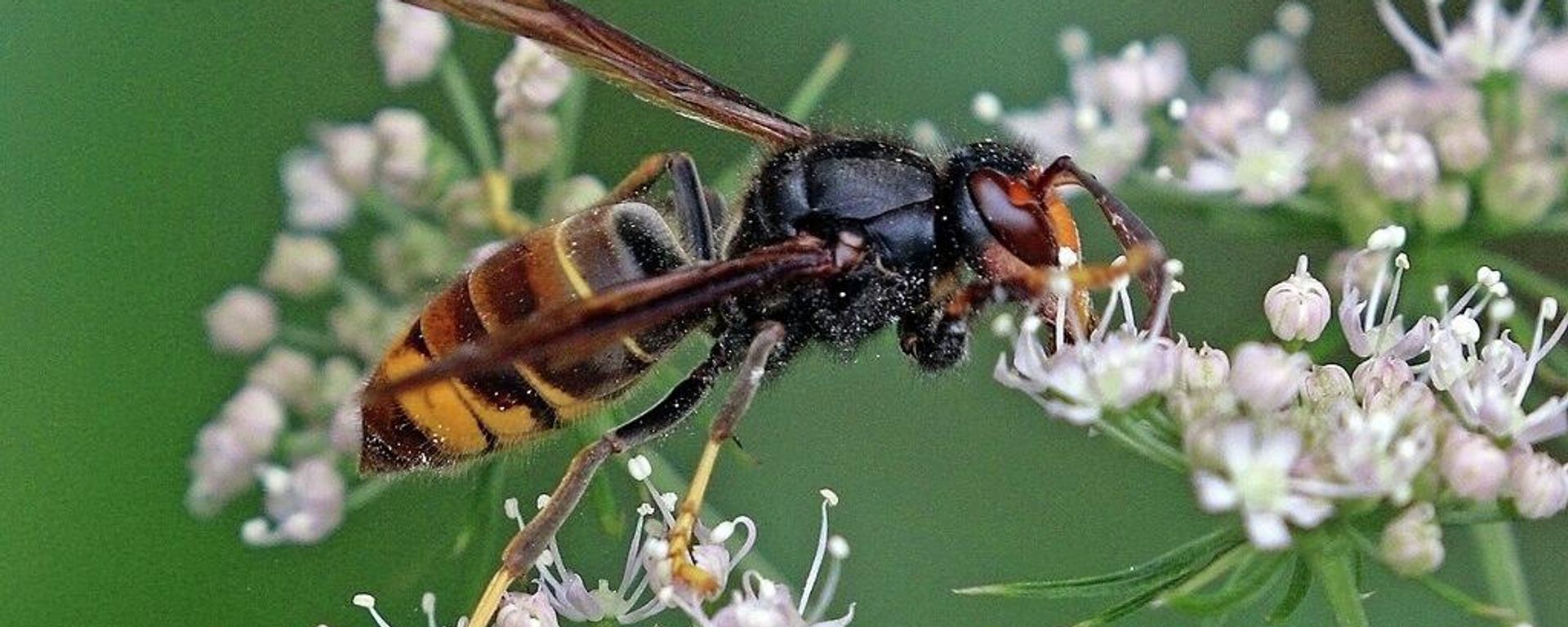 Asian hornet (Vespa velutina) - Sputnik International, 1920, 26.04.2022