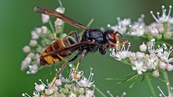 Asian hornet (Vespa velutina) - Sputnik International