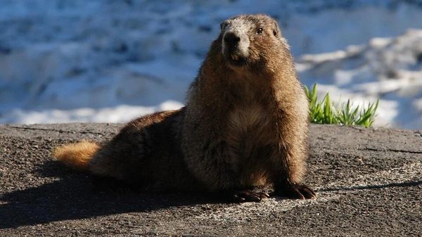 Marmot - Sputnik International