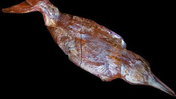 Large Ichthyosaur in UV light  - Sputnik International