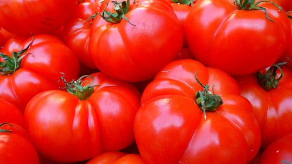 Tomatoes - Sputnik International