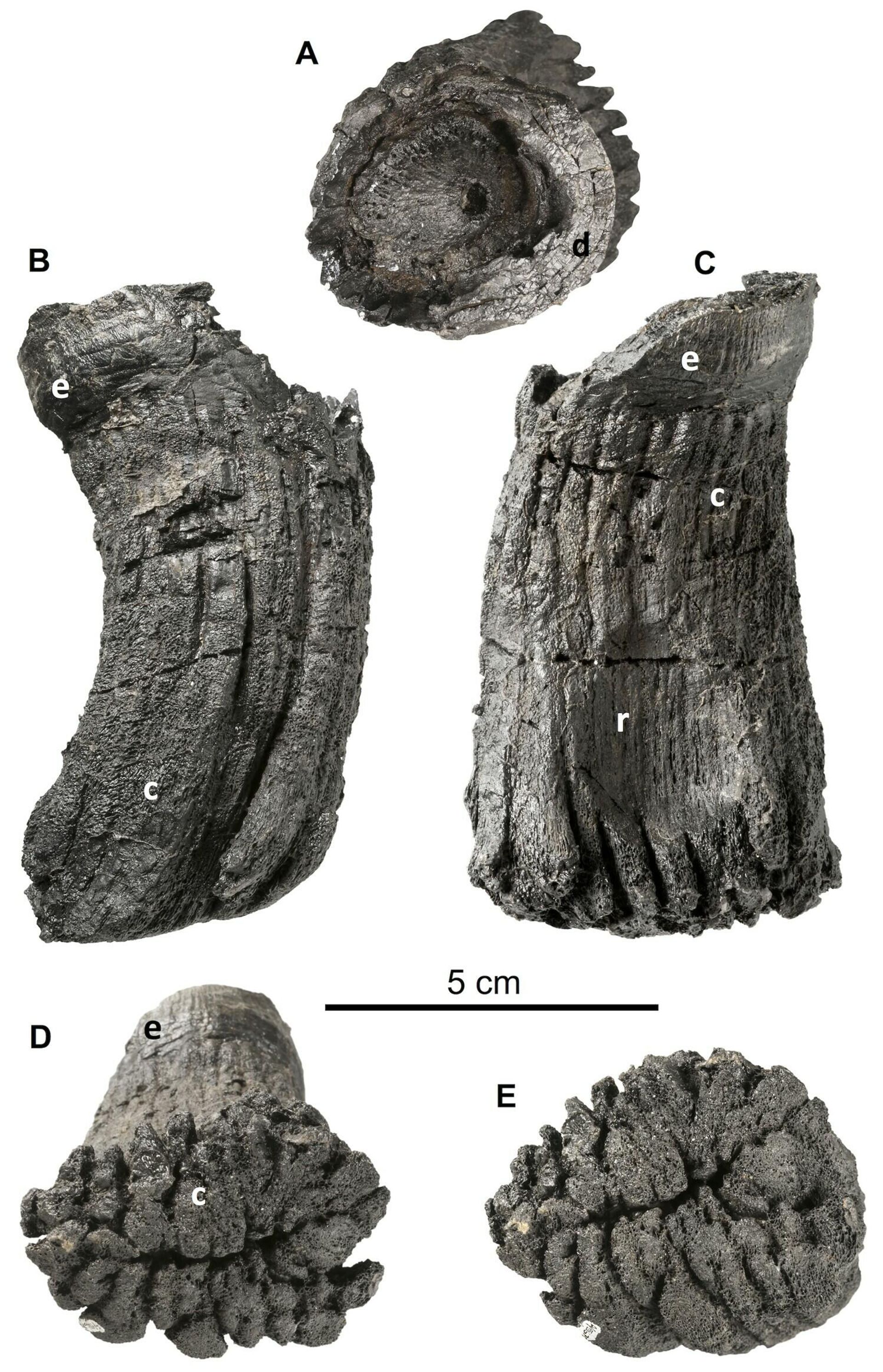 Ichthyosauria indet., tooth lacking most of the crown, PIMUZ A/III 670, Rhaetian Schesaplana Member, Kössen Formation, Crachenhorn Mountain, Davos-Monstein, Grisons, Switzerland. A, apical view; B, mesial or distal view; C, lingual view; D, oblique basal; E, basal view. Abbreviations: c, cementum; d, dentin; e, enamel; r, resorption pit. Ichthyosauria indet., tooth lacking most of the crown, PIMUZ A/III 670, Rhaetian Schesaplana Member, Kössen Formation, Crachenhorn Mountain, Davos-Monstein, Grisons, Switzerland. A, apical view; B, mesial or distal view; C, lingual view; D, oblique basal; E, basal view. Abbreviations: c, cementum; d, dentin; e, enamel; r, resorption pit. - Sputnik International, 1920, 01.05.2022
