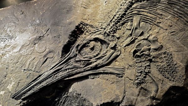 Ichthyosaur - Sputnik International