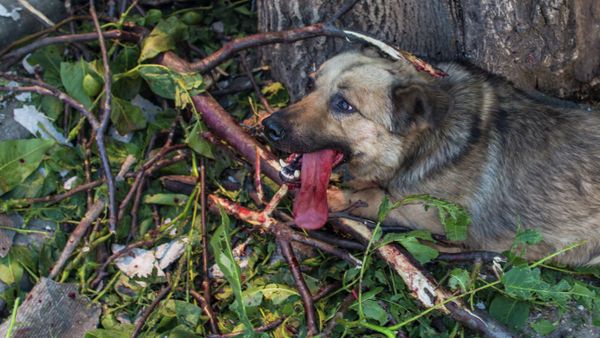 A wounded dog in one of the courtyards of the village of Cherevkovka near Slavyansk, which suffered from massive artillery shelling. - Sputnik International