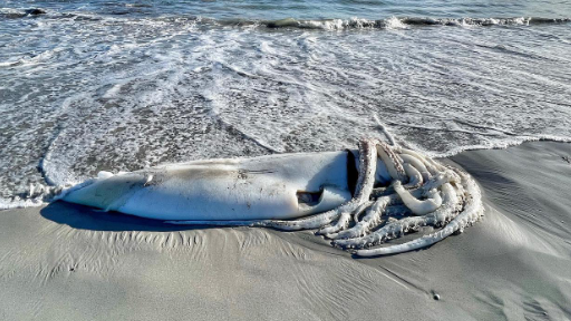 A huge squid was found on Long Beach in Kommetjie, South Africa - Sputnik International, 1920, 05.05.2022