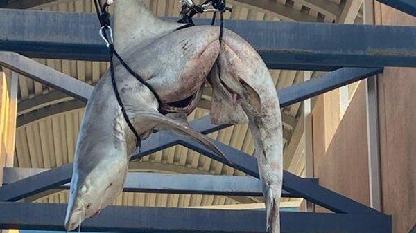Dead Shark Hung For Senior Prank - Sputnik International