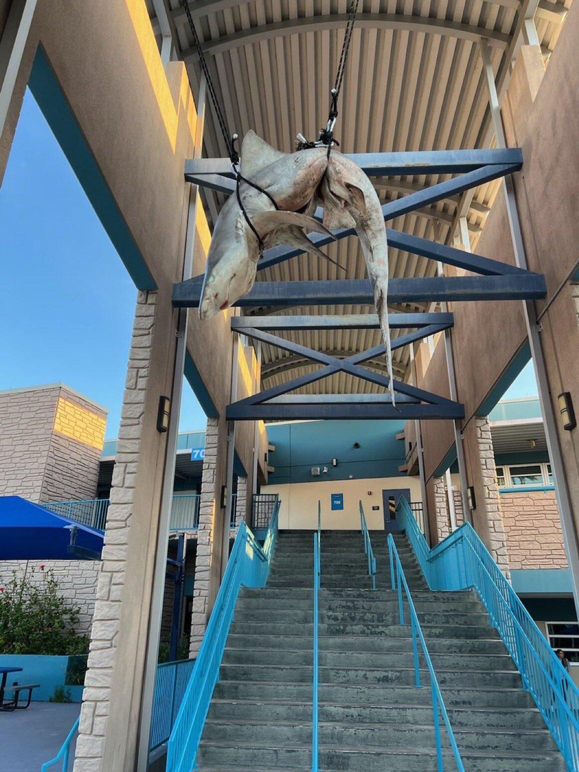 Dead Shark Hung For Senior Prank #2 - Sputnik International, 1920, 09.05.2022