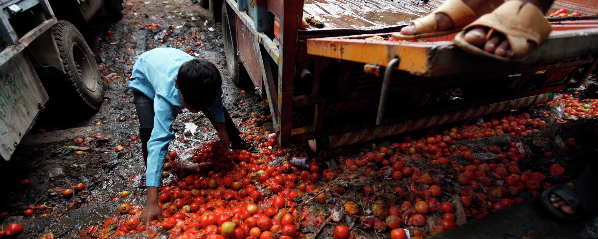 A child picks up rotten tomatoes , New Delhi, India (File) A child picks up rotten tomatoes , New Delhi, India (File) - Sputnik International, 1920, 30.12.2022