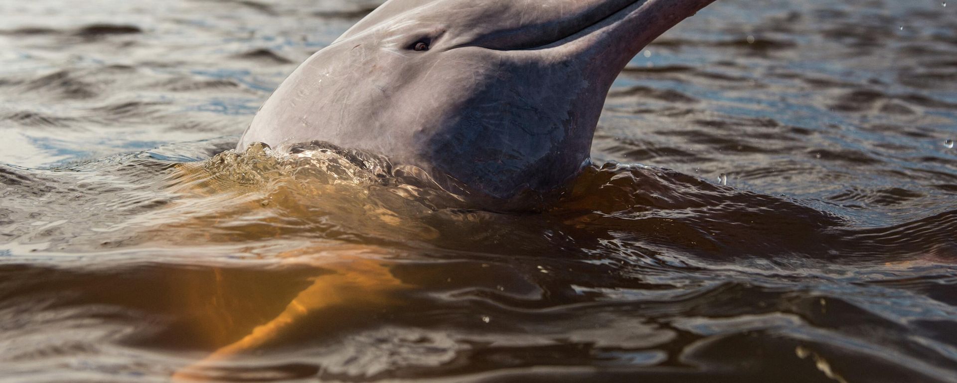 A river dolphin. File photo  - Sputnik International, 1920, 14.05.2022