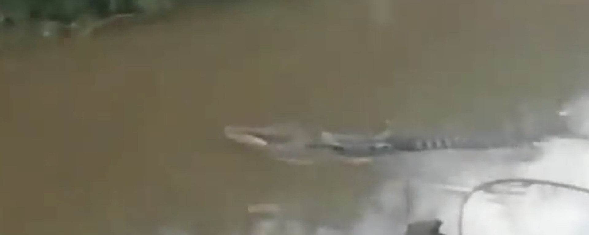 Fisherman killed in Crocodile Attack in Indonesia - Sputnik International, 1920, 17.05.2022